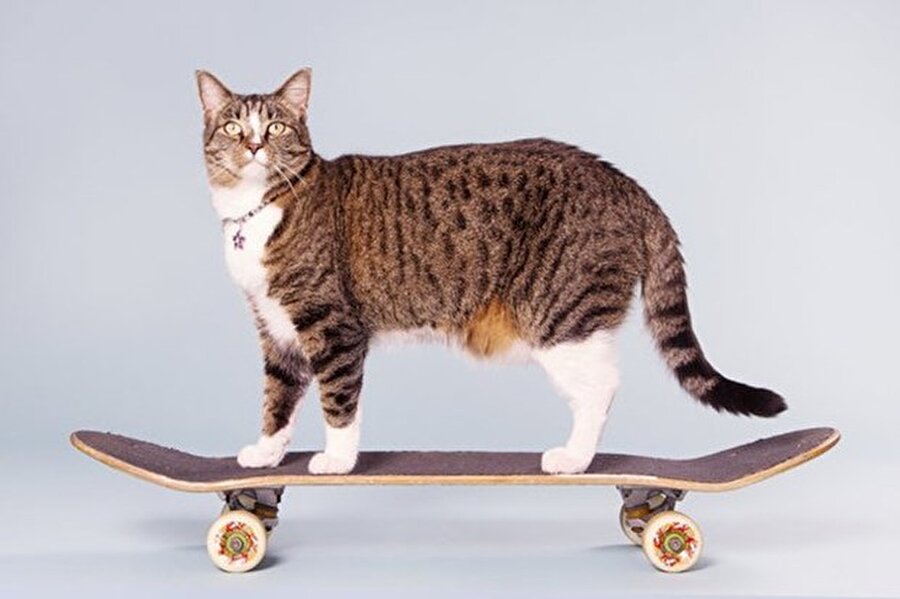 Didga
Avustralyalı Didga, skateboard üzerinde bir dakika içinde 20 farklı numara gösterebilen tek kedi.