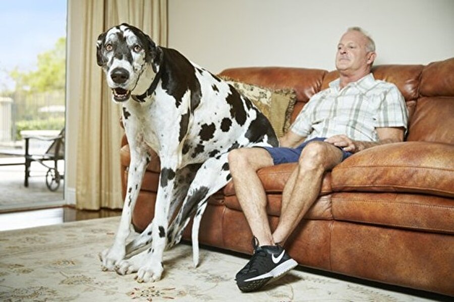En uzuk köpek
Dünyanın en uzun dişi köpeği ise yaklaşık 1 metre uzunluğa sahip.