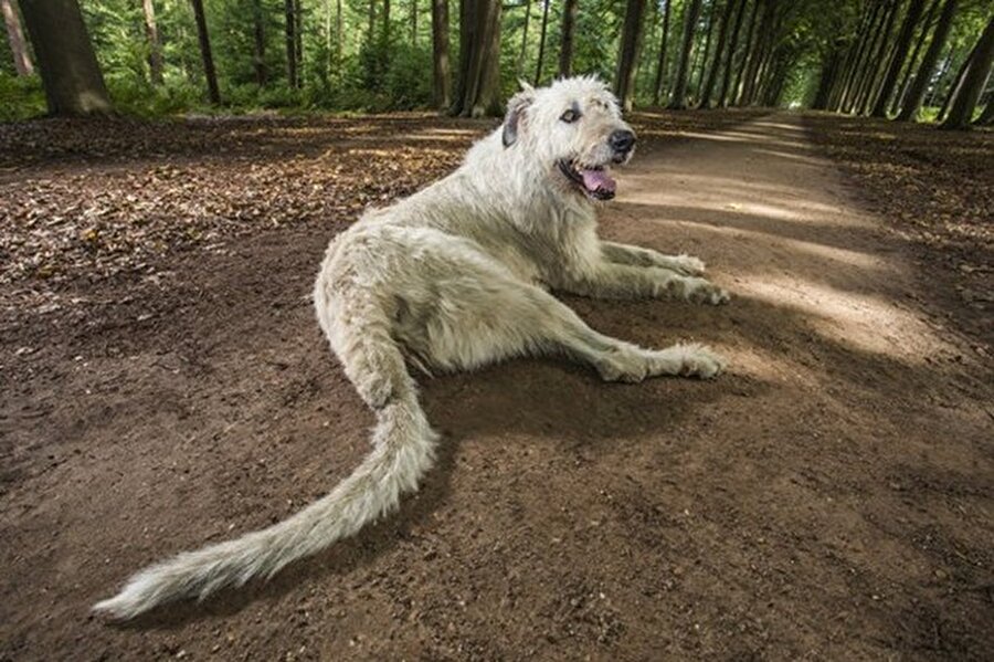 Keon
Belçika'da bir aile tarafından sahiplenilen Keon ise 77 santimetre uzunlukla dünyanın en uzun kuyruklu köpeği.
