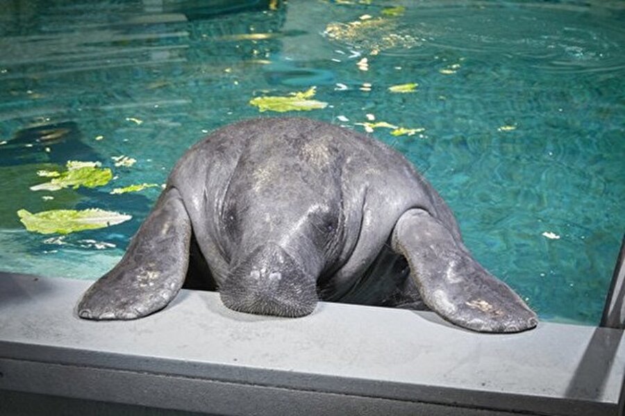 Snooty
Florida Hayvan Müzesi'nde yaşayan 67 yaşındaki Snooty, dünyanın en yaşlı denizayısı.
