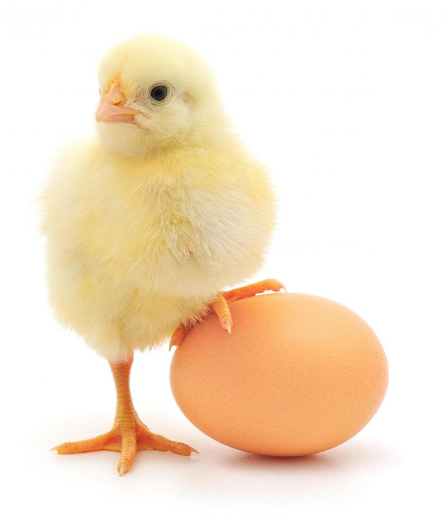 Vitamin deposu
A, D, E ve B vitaminlerin dışında yumurta demir ve çinko açısından da zengindir. 