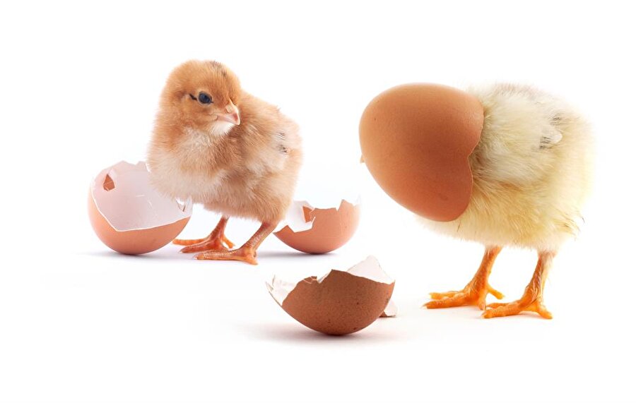 Yüzde 11’ini karşılıyor
Yumurta iyi bir protein kaynağıdır. Bir adet yumurta günlük protein ihtiyacının neredeyse yüzde 11'ini karşılar.