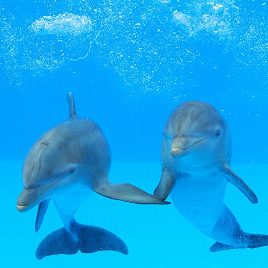 стелла и дельфин