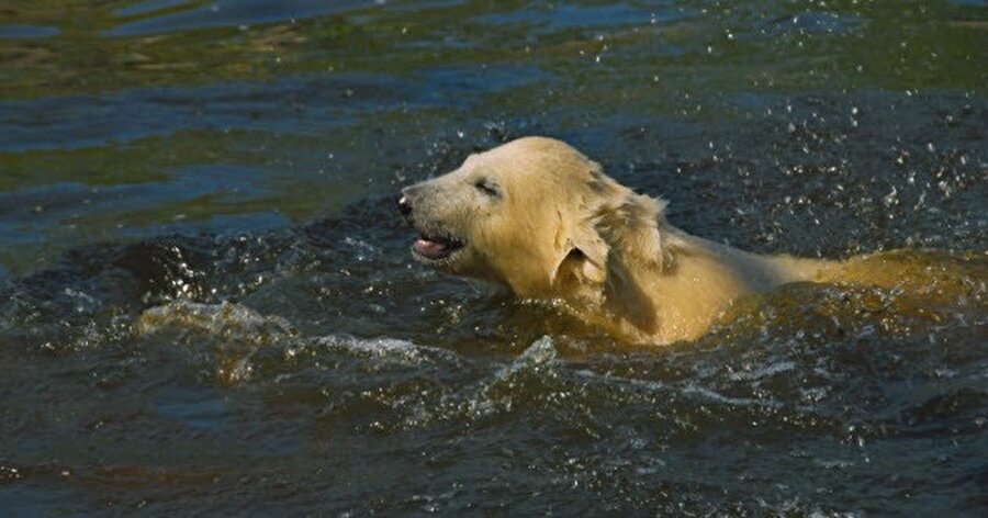 Midesinden kutup ayısı çıktı

                                    2008 yılına Svalbard'ta tutulan köpek balığı üzerinde çalışma yapan bilim adamları hayvanın midesinde kutup ayısı kalıntıları buldu.
                                