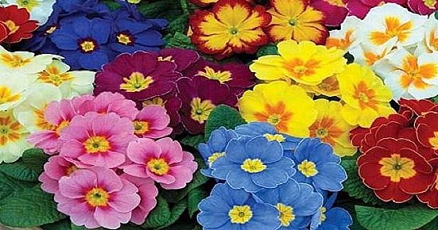 Çuha çiçeği

                                    Değişik birçok renge sahip olan çuha çiçeğini yetiştirirken doğrudan güneş ışığını olmayan yerlerde büyütülmelidir. Çok soğuk havada bırakmak çiçeğin yapraklarını olumsuz etkiler. Kış aylarında çuhanın yetiştirildiği ortam 15 derecenin altında olmamalıdır. Kış aylarında bitkiyi susuz bırakmamak gerekiyor. Soğuk çeşme suyu vermemeliyiz oda sıcaklığındaki su ile sulamalısınız.
                                