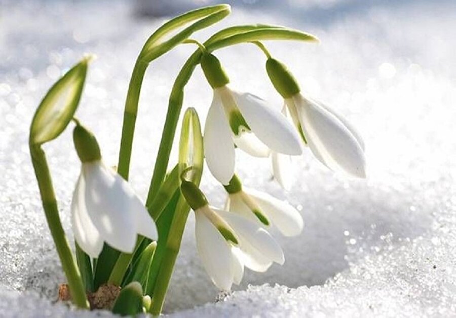 Kardelen

                                    Kardelen çiçeği genellikle yaz aylarında açar ve kış aylarına doğru dökerek bir dinlenme sürecine girer. Beyaz rengi ve güzelliğiyle bahçeleriniz süsleyebilirsiniz.
                                