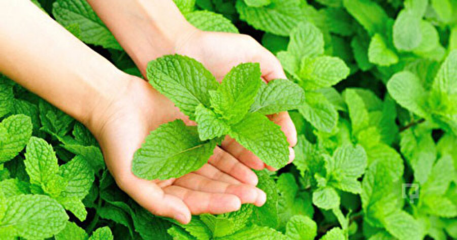 Nane altın değerinde
Uzmanlara göre özellikle nane fenolik bileşikler bakımından oldukça zengin ve içerdiği rosmarinik asit sarımsaktaki sülfür bileşiklerine tutunarak kokusuz bir molekül oluşturuyor.