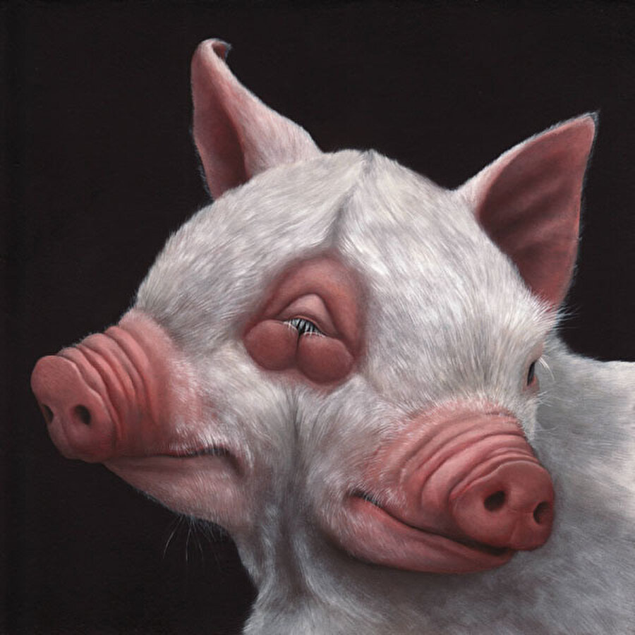Diprosopusu olan hayvan türlerinin en bilineni Ditto isimli domuz yavrusu idi.
