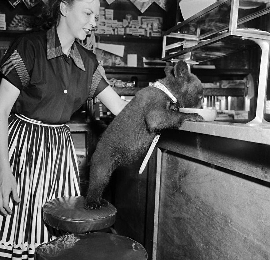 Cafede balını yudumlayan yavru ayı (1950)

                                    
                                    
                                
                                
