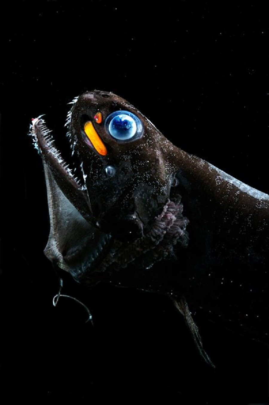 Fotoforlar
Ejder balıklarının gözlerinin altında kırmızı,mavi ve turuncu renklere sahip 3 tane 'fener' vardır. Ejder balıkları bu fotoforlar sayesinde hemen hemen her rengi ayırt edebilir.