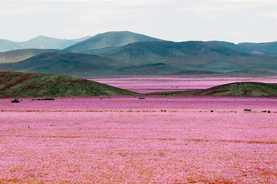 Atacama Çölü'nde yağmur çok nadir yağar. Ancak yağmur yağdığında çorak topraklardan yükselen çiçekler insanların yüzünü güldürür.