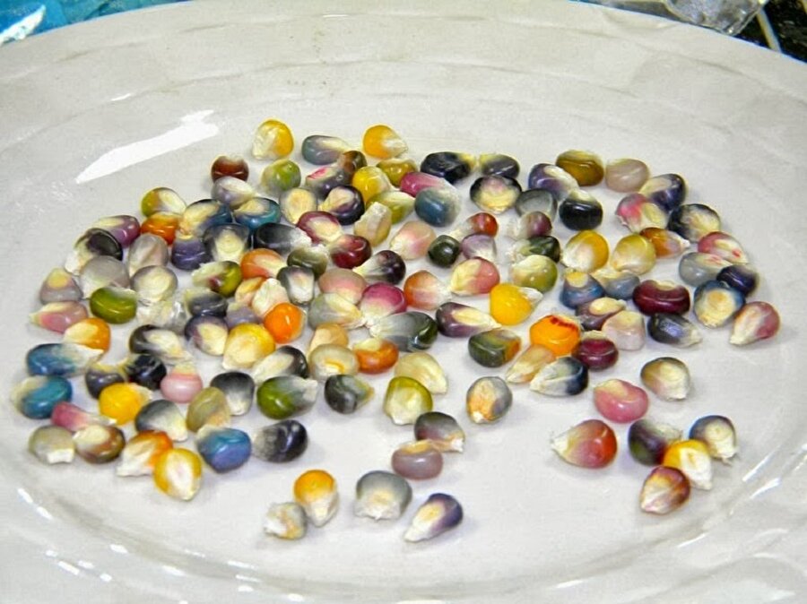 Diğer tatlı mısırların tersine, bu mısırların hepsi koçandan yenmiyor hatta birçok insan bu mısırı süs olarak bile satın almak istiyor. Koçandan yenmeyecek olan sert olan mısırı patlatabilirsiniz ama rengarenk patlamış mısırlarınız olacak sanıyorsanız yanılırsınız… Facebook sayfası açılmasından sonra sipariş rekoru kıran bu mısır her mevsimde de yetişmiyor. İlkbahar ve yazda daha çok verim alınıyor.