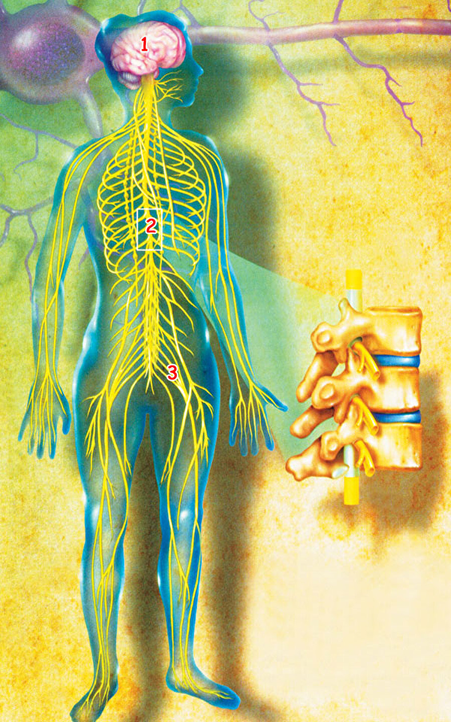 İnsan vücudundaki tüm sinirlerin toplam uzunluğu 75 kilometredir.
