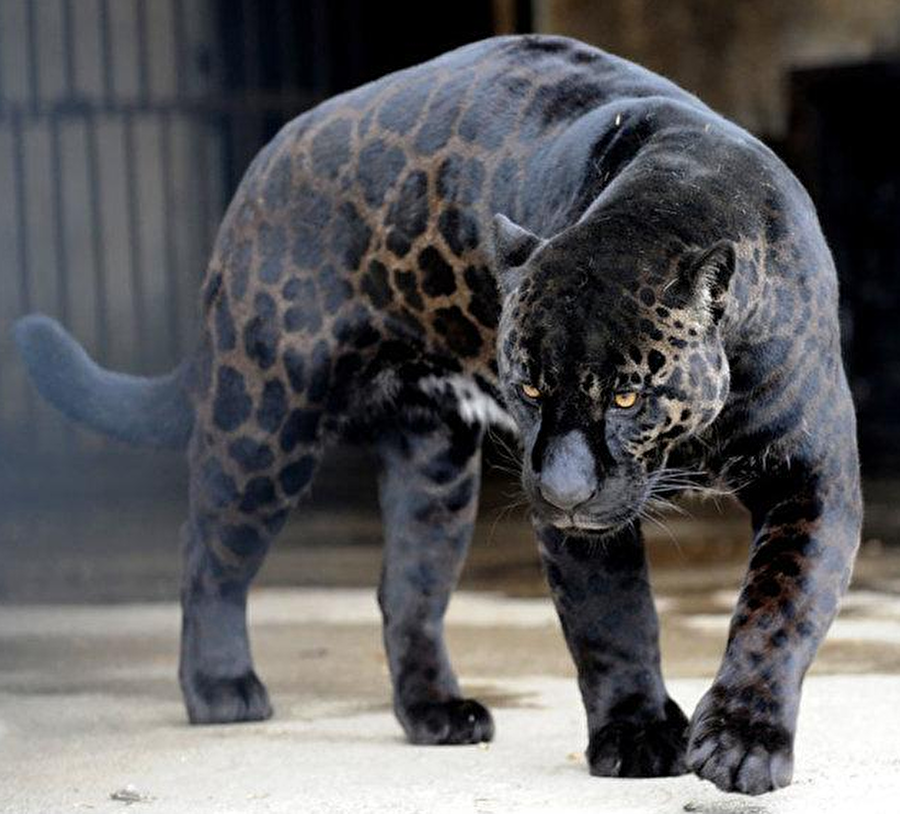 Jaglion
Jaguar ile aslan karışımı.