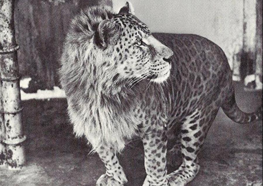 Leopon
Erkek leopar ve dişi aslan karışımı.