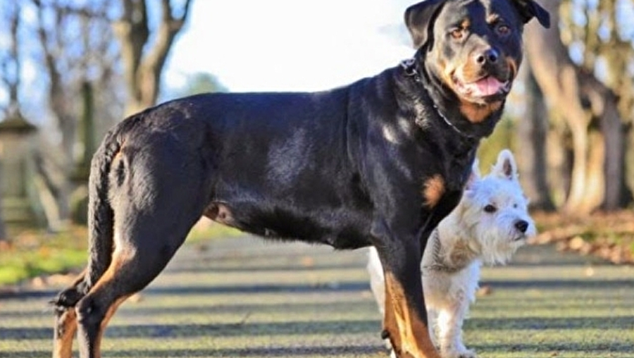 Terrier'den hamile kalan Rottweiler
Yarısı kadar olan Terrier'den hamile kalan Rottweiler'ın yavrularını görmeye hazır mısınız?