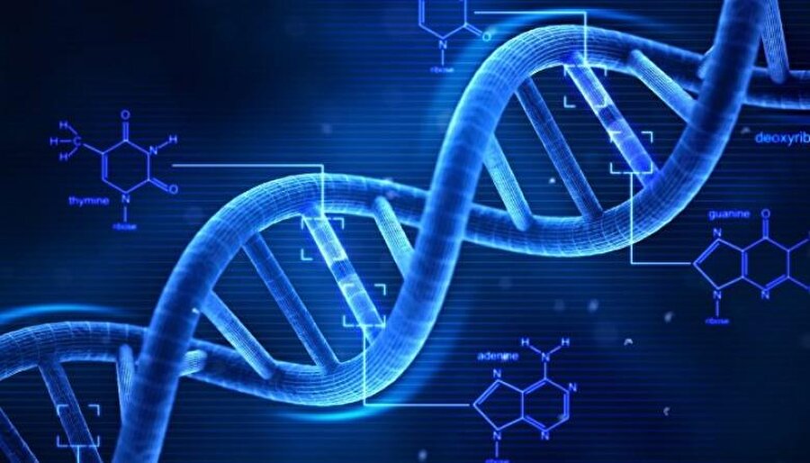 Peki hücrenin kendi kendini sindirmesi nedir?