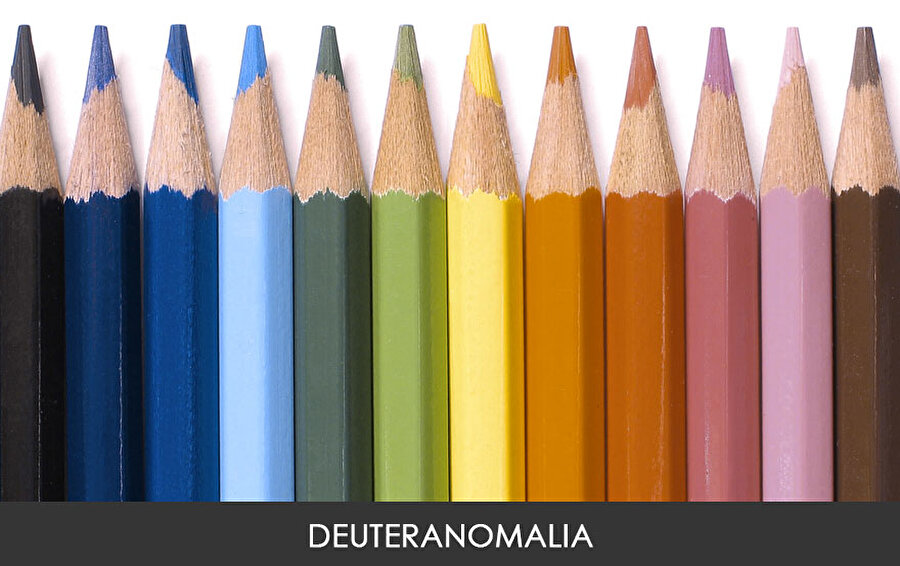 Deuteranomalia

                                    
                                    
                                    Renk körlüğünün en yaygın türü Deuteranomalia'dır. Erkeklerin yaklaşık % 4.63'ü, kadınların ise % 0.36'sı bu tür bir görme eksikliğini yaşamakta. Deuteranomalia'ya sahip insanlar, özellikle yeşil ve kırmızı gibi renklerde daha hafif bir renk paleti görmekte.
                                
                                
                                