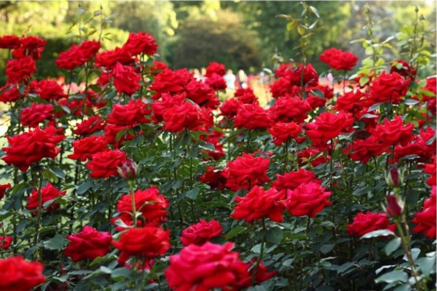 Gül yaprakları 

                                    Özellikle romantik fikirlerin vazgeçilmezi gül yapraklarını çiçekçilerden özel olarak isteyebilirsiniz. Gül yapraklarını süslemeden yiyecek yapımına kadar birçok yerde kullanıyoruz.
                                