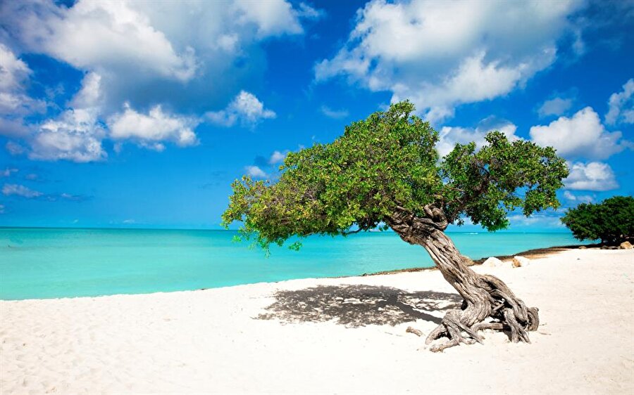 Aruba

                                    Aruba, Karayip Denizi'nde bulunan küçük bir ada ülkesi.

 Başkent: Oranjestad
Nüfus: 102.911 (2013)
Para birimi: Florin
Resmi dilleri: Felemenkçe, Papiamento

                                