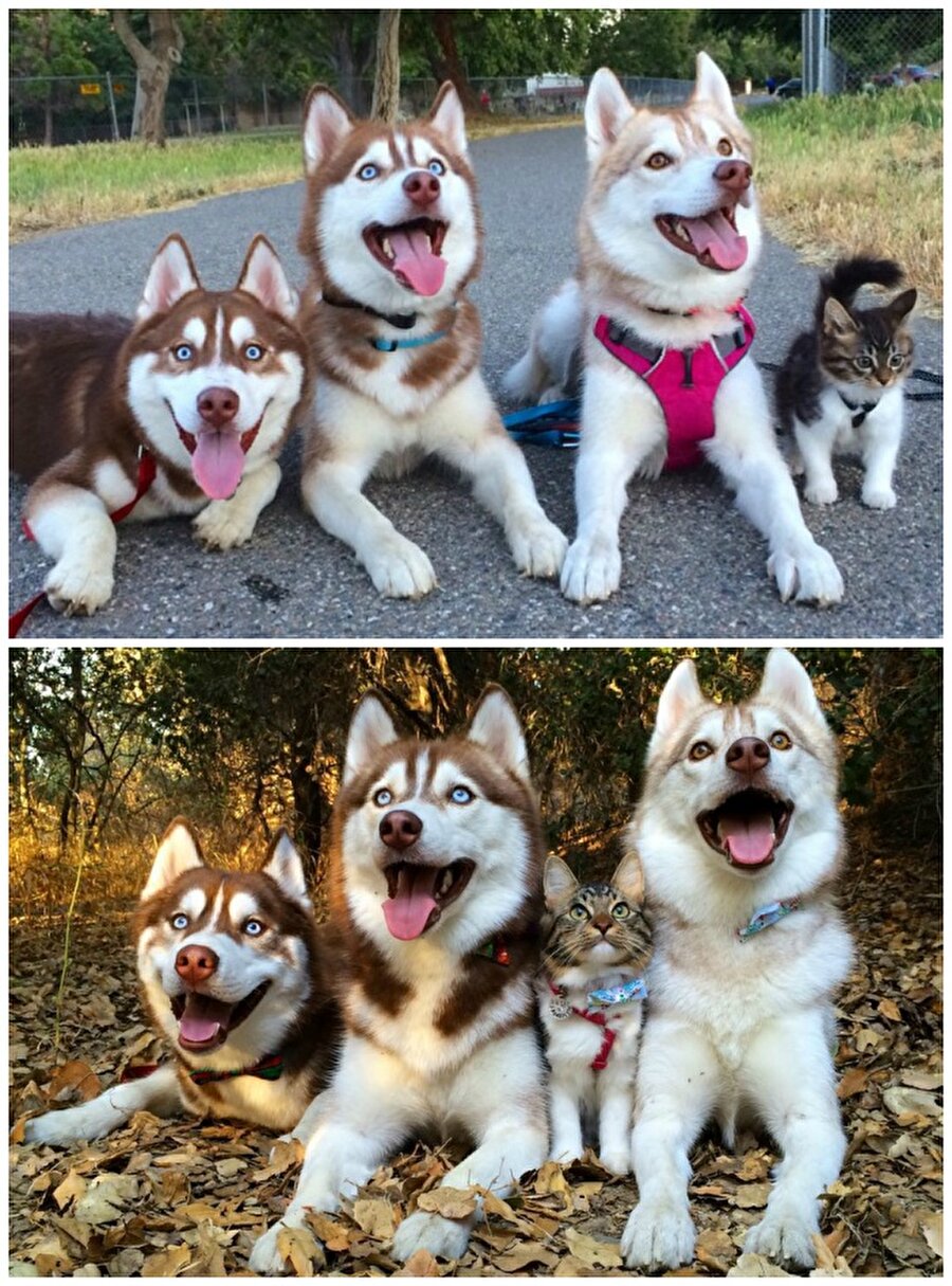 Cat Rosie ve köpek arkadaşları 
