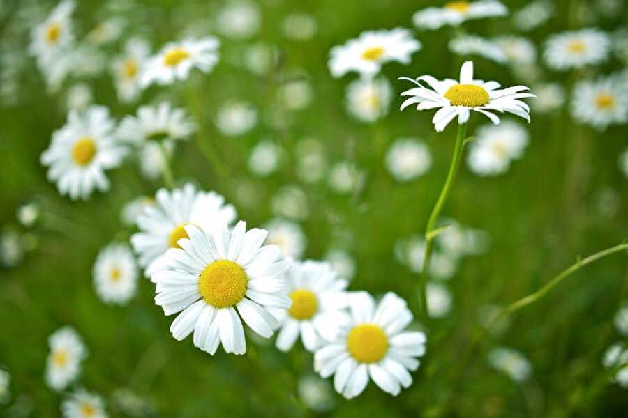 Nisan (April)

                                    
                                    
                                    
                                    Nisan sözcüğünün Farsça ve Sümerceden geldiği söylenebilir. April ise Latince'de (açmak) anlamına gelen aperireden gelir. Çiçeklerin açmasına ithafen bu ismin konulduğu düşünülüyor.
                                
                                
                                
                                