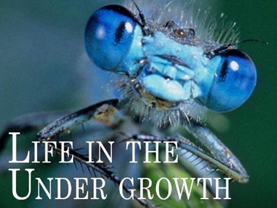Orman Altında Yaşam (Life In The Undergrowth) – 2005
Tam bir teknoloji harikası olan kameralar ile yapılan çekimler ile omurgasız canlıların yaşamsal süreçleri ele alınmıştır. Böylesine derinlemesine bir belgeselin hayranlıkla izlenmesi gerekmektedir.