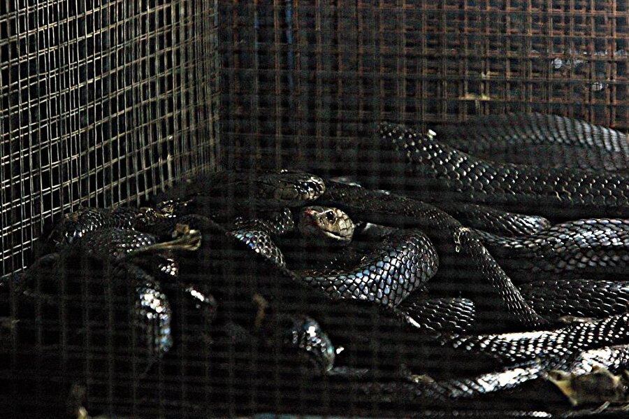 Endonezya’nın 'şifalı' kobraları