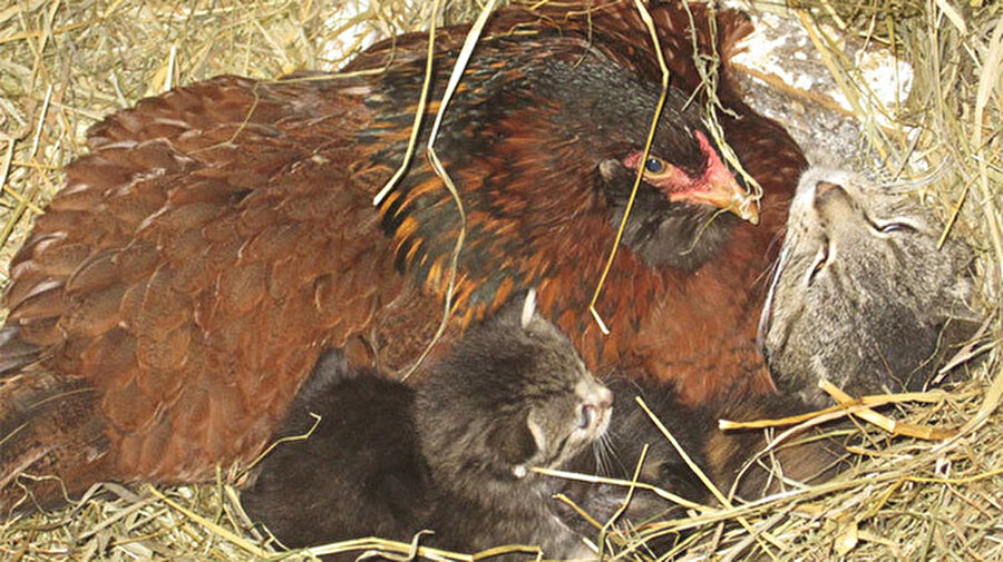 "Annelik iç güdüsü"

                                    
                                    
                                    Bu tavukların hikayesi de annelik iç güdüsüne örnek olacak türden. Kuluçkaya yattığını düşündüğünüz bu tavukların altında, aslında ne civciv var ne yumurta. 
Anaç tavuk çiftlikteki yeni doğan kedilerin ısınması için üstlerinde oturuyor. 

                                
                                
                                