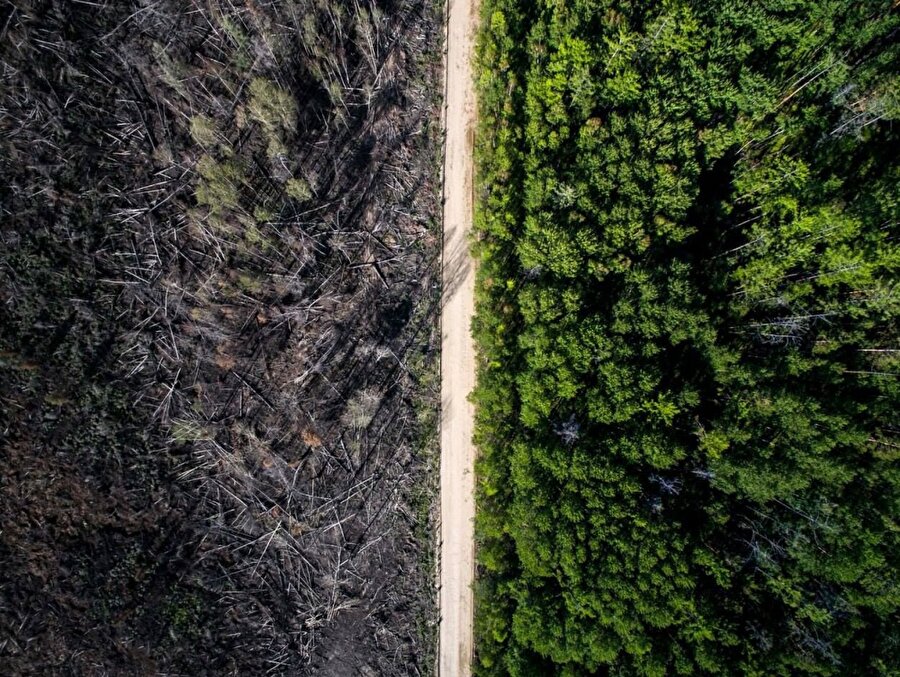 Yangın sırasında ormanın yarısı kül oldu
