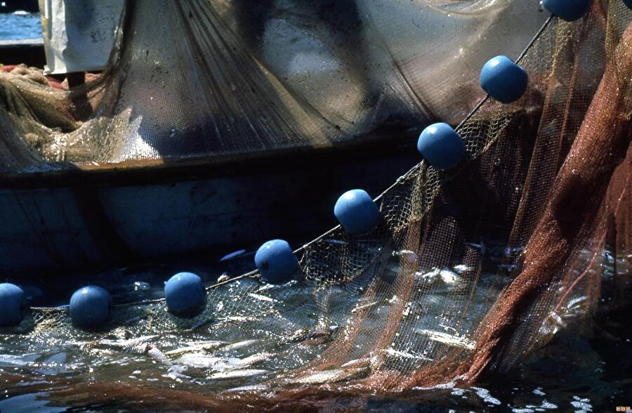 Balıkçı ağına takılan 700 kiloluk dana görenleri şoke etti.