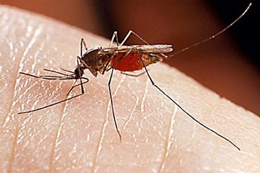 Sıtma
Sıtma hastalığı bir parazit enfeksiyonudur. Dişi anofel cinsi sivrisineklerden bulaşan hastalık oldukça ateşli bir hastalıktır. Ve insanın karaciğer ve kırmızı kan hücrelerine zarar vermektedir. Geçmişte birçok ölümlü vakası olsa da günümüzde bu ölümlü vakalar aşılar ve ilaçlar ile oldukça azalmış durumdadır.