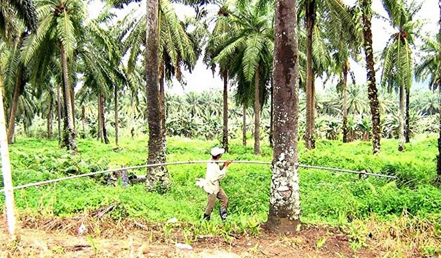 Malezya Palm Yağı Kurulu (MPOB)'nun açıkladığı verilere göre, ocak ayında stoklar bir önceki aya göre yüzde 7,6 düşüşle 1,54 milyon tona geldi. Malezya, Endonezya'dan sonra dünyanın en büyük ikicin palm yağı üreticisi konumunda bulunuyor. Bilindiği üzere daha önce Greenpeace, Endonezya'da son 25 yılda 31 milyon hektarlık yağmur ormanının palm yağı üretebilmek için yok edildiği bu alanın Almanya'nın yüzölçümüne denk olduğu bildirmişti.