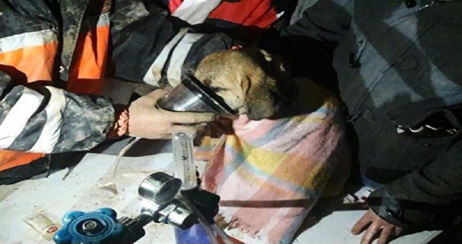 Kuyuya düşen yavru köpek 11 gün sonra kurtarıldı.