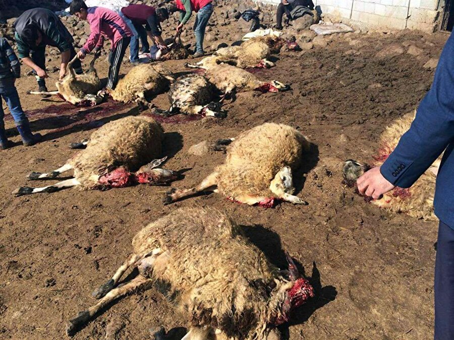 Şanlıurfa - Siverek