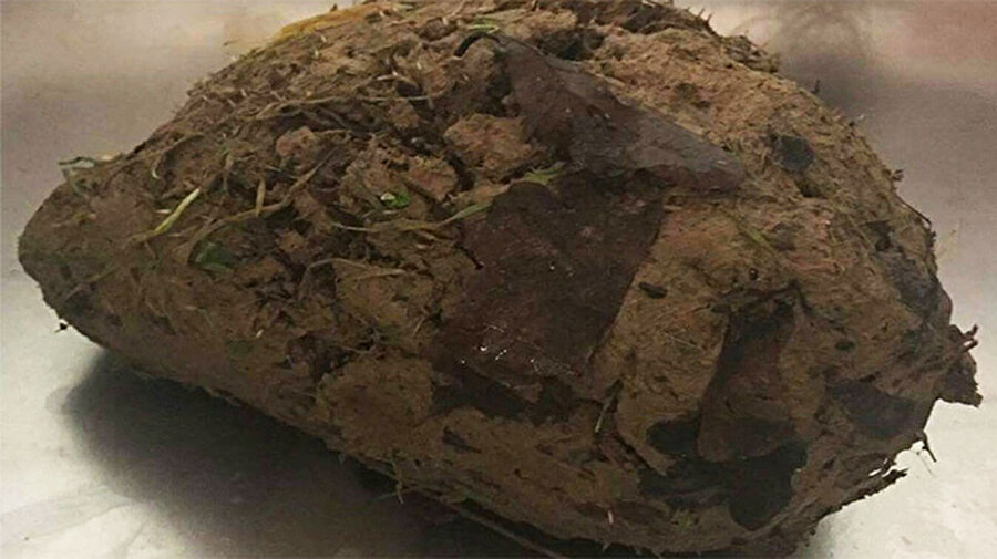 
                                    
                                    Brent Lodge Vahşi Yaşam Hastanesi'ndeki veterinerler topağı açtıklarında gözlerine inanamadılar. Bu toprak parçası aslında çamura saplanmış bir kirpiydi.
                                
                                