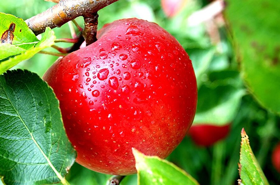 Elma kalp ve damar hastalıklarına karşı iyi bir koruma sağlar.