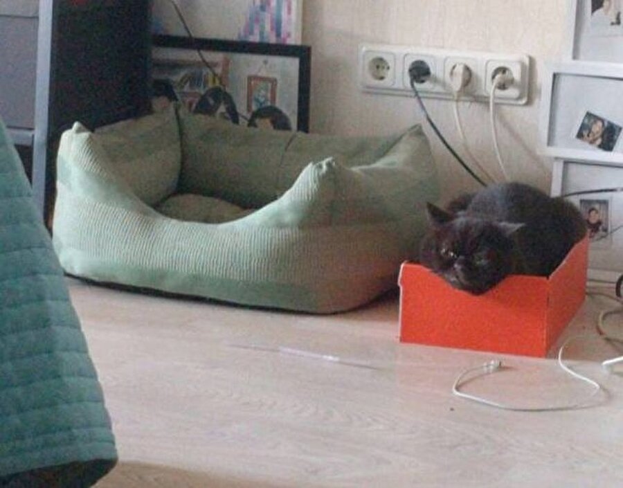 İlle de ayakkabı kutum demiş