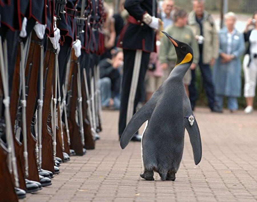 Şövalyelik nişanı verilen penguen
İskoçya'da bulunan Edinburgh Hayvanat Bahçesi'nde yaşayan Nils Olav adlı penguene Norveç Kraliyet Ordusu tarafından 2008 yılında şövalye ünvanı verildi. Kendisi aynı zamanda Norveç Kraliyet Ordusu'nun bir maskotu ve albayı. Şövalye penguen Nils Olav'ın 1.2 metrelik bronz heykeli Edinburg Hayvanat Bahçesi'nde bulunuyor.