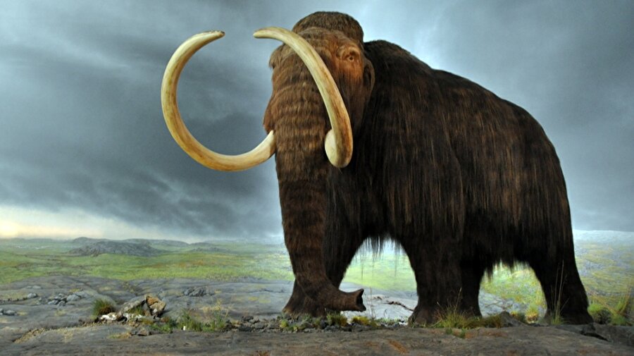 Mamut
Karada yaşamış en devasa canlılardan biri olan mamutlar konusunda bilim insanları oldukça ciddi çalışmalar yürütüyor. Özellikle Rus bilim insanlarının bu konuda ciddi araştırmalar içinde oldukları ve yakında mamutları geri döndürecekleri bilgileri geliyor.
