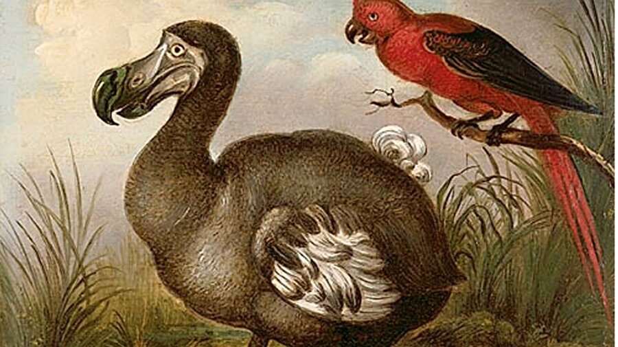 Dodo Kuşu
Uçamayan dodo kuşunun neslinin tükenmesindeki en önemli şey, etinin lezzetli oluşu. Bu durum onun sadece vahşi hayvanlar değil insanlar tarafından da avlanmasına da neden olmuş. Fakat bilim insanları birkaç sene önce bir mağarada oldukça iyi korunmuş bir dodo kuşu fosiline ulaştılar. Bu fosilden alınan DNA örnekleri ile dodo kuşları yeniden hayata döndürülebilirler.