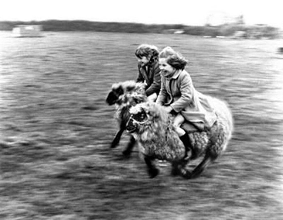 İki kızın koyun yarışı

                                    
                                