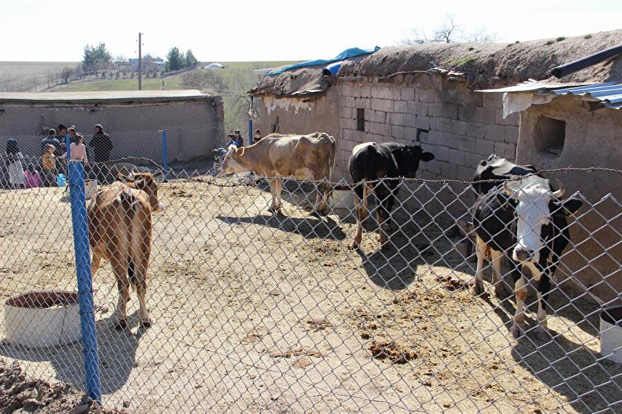 Hayvanlar, havasızlıktan kör oluyor
Diyarbakır'ın merkez Sur ilçesinin bazı köylerinde hayvancılıkla uğraşan vatandaşlar, hayvanlarını başkalarının arazilerine girip, kan davalarına neden olmamaları için ahırlara hapsetti. Mera alanı olmadığı için hayvanlarını yılın 6 ayı boyunca ahırdan çıkaramadıklarını belirten vatandaşlar, bu yüzden vitaminsiz kalan hayvanlarının kör olduğuna ve hayvancılığı bırakma noktasına geldiklerine dikkat çekti.

 Merkez Sur ilçesine bağlı Harmanlar ve Kengerli köylerinde hayvancılıkla uğraşan vatandaşlar, mera alanı olmadığı için başkalarının arazilerine girip, ekinlerine zarar veren ve kan davalarına neden olan hayvanlarını ahırlara hapsetti. Hayvanlarını, mera alanı olmadığı için, yılın 6 ayı ahırdan çıkaramadıklarını anlatan vatandaşlar, bunun da hayvanlarına zarar verdiğini belirtti. Hayvanlarının vitaminsiz kaldığını ve kör olduğunu vurgulayan köylüler, bunun önüne geçilebilmesi için mera alanları oluşturulmasını istedi.

