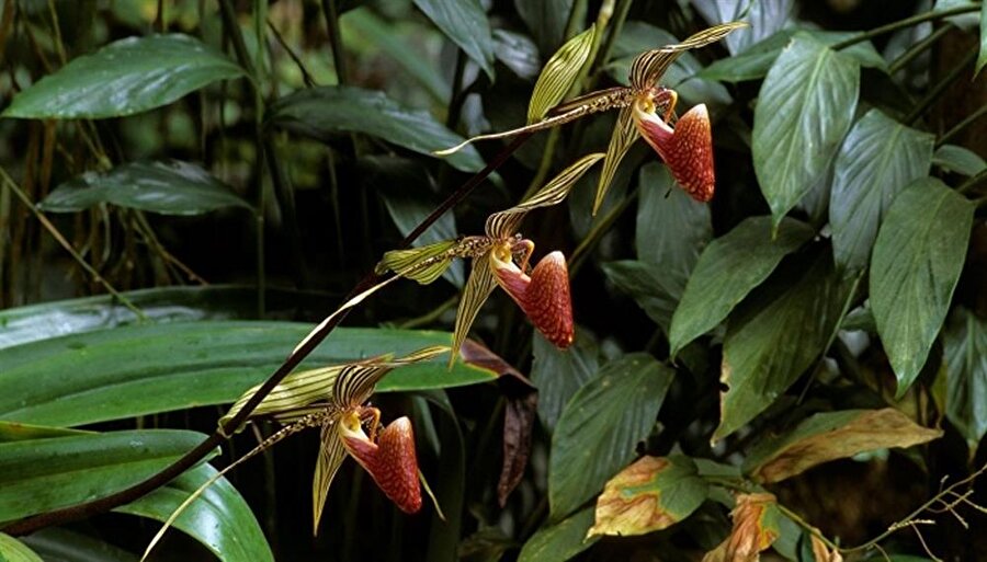 Altın Kinabalu orkidesi

                                    Eşsiz bir güzelliğe sahip olmasından dolayı yaklaşık olarak her bir tanesi 6 bin dolar civarında bir paraya satılmaktadır. Dünya üzerinde sadece Malezya'nın Kinabalu Ulusal Parkında bulunan bu çiçeğin çiçek açması yıllar alabilmektedir. Hem çok nadir hem de çok narin olmasından dolayı bu fiyata satılmaktadır. 
                                