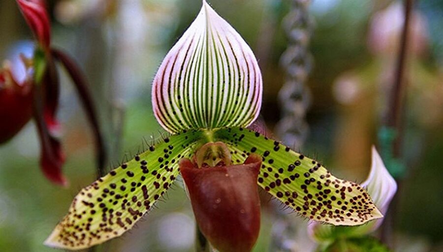 Shenzhen Nongke orkidesi

                                    Bu ismi almasının nedeni tamamen insan yapımı olmasıdır. Bu çiçeği üreten ekibin adı Shenzhen Nongke 'dir. 200 bin dolar gibi bir fiyata satılmasının birkaç nedeni bulunmaktadır. Bunlardan birisi görünüşü diğeri ise insan yapımı olup çok nadir olmasıdır. 
                                