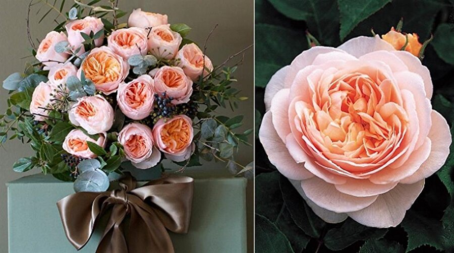 Juliet gülü

                                    2006 yılında Chealse Çiçek fuarında gösterilen Juliet Gülünün fiyatı 15.8 milyon dolardır. Sebebi ise bakımının ve büyümesinin yılları almasıdır. David Austin bu çiçeği üretebilmek için 15 yıl boyunca çaba sarf etmiştir. 
                                