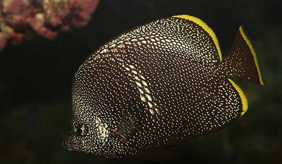 Wrought Iron Butterflyfish – 2700 dolar
Japon denizlerinde bulunan bu balık siyah üzerine grimsi desenlerden dolayı kelebek balığı olarak adlandırılmaktadır aynı zamanda. Ve diğer kelebek balığı türleri arasında en dayanıklı olanıdır. Asyalı koleksiyoncular sayesinde Amerika'ya kadar getirilmiştir. Ve oldukça nadir bulunurlar.