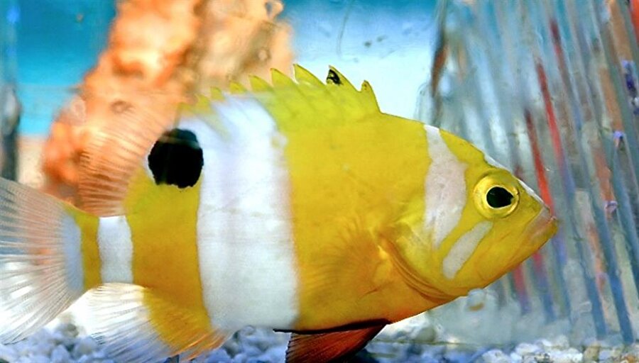 Neupten Grouper – 6000 dolar
Bu muhteşem renklere sahip bu balığa sahip olmak neredeyse imkansızdır. O kadar nadir bulunurlar ki koleksiyoncuların 6000 dolar ödemesinden zaten belli olmaktadır. 