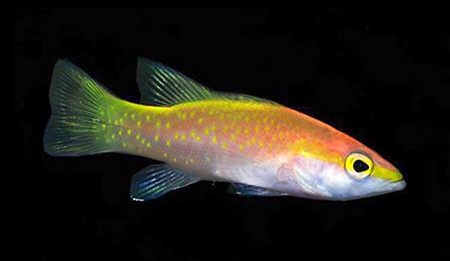 Golden Basslet – 8000 dolar
Basslet grubunun en küçük üyesidir. Parlak altın rengine sahiptir. Oldukça dayanıklı olan bu balığı yakalayabilmek için özel üretilmiş dalgıç aletleri gereklidir. Ve oldukça da nadir olarak bulunurlar. Bu yüzden koleksiyoncuların gözüne girmiştir. 
