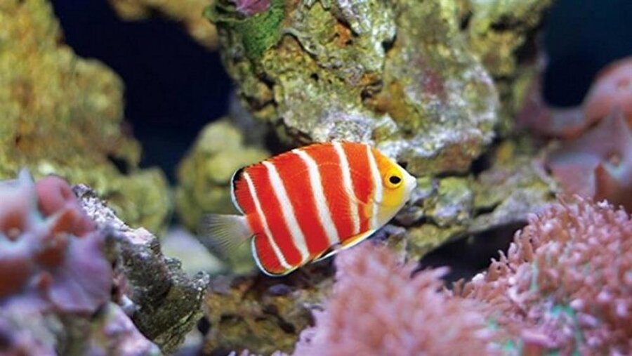 Peppermint Angelfish – 30 bin dolar
Derin su balığıdır ve oldukça nadirdir. Egzotik bir balıktır ve göz kamaştırıcı renklere sahiptir. 